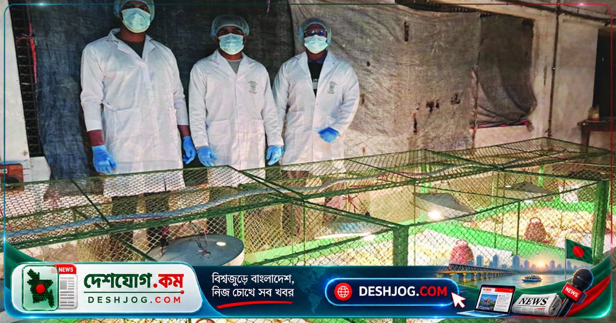 বাংলাদেশে উদ্ভাবিত প্ল্যানটেইন-ভিত্তিক ফিড অ্যাডিটিভ: ব্রয়লার মাংসের পুষ্টি ও নিরাপত্তা বাড়িয়ে দেশীয় ভ্যালু চেইন গড়ে তোলা