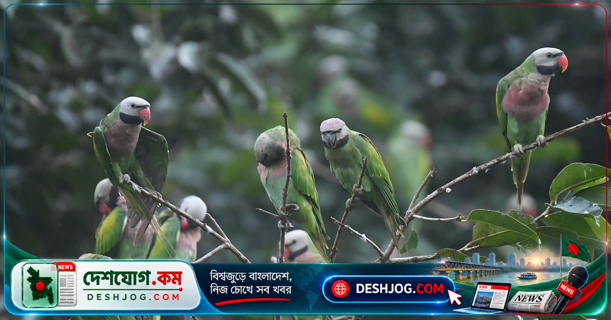 শীতের আগেই কাঁথা সেলাই, ডাবের দাম বেড়েছে ডেঙ্গুতে — বাংলাদেশের গ্রামাঞ্চলের একঝলক জীবন
