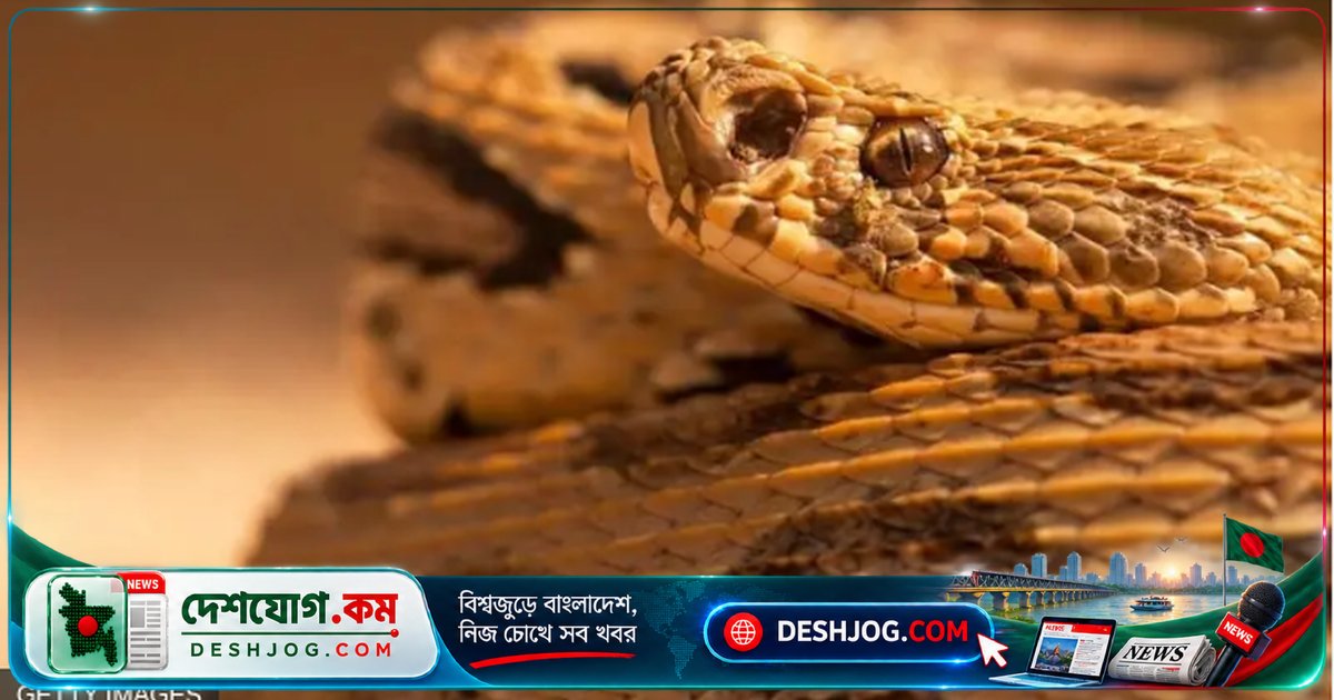 বাংলাদেশে সাপের বিষ প্রতিষেধক তৈরির গবেষণা বন্ধে সরকারি তহবিলের অভাবে স্থবির: বিশ্ব স্বাস্থ্য সংস্থার লক্ষ্য অর্জনে বাধা