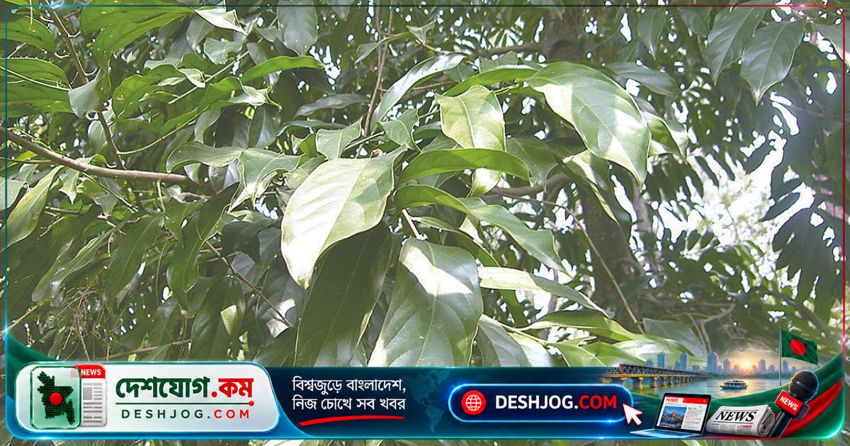 চালমুগরা: বাংলাদেশের মহাবিপন্ন ঔষধি গাছের বিলুপ্তির হুমকি