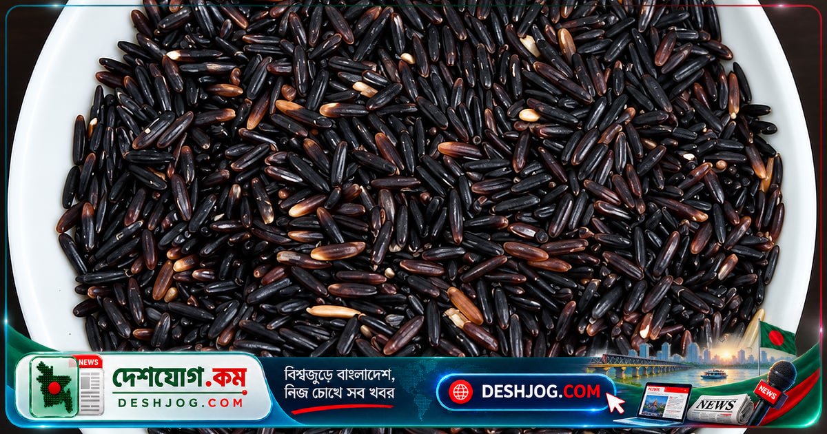 বাংলাদেশের প্রথম উচ্চফলনশীল কালো চাল ‘ব্রি ধান১১৫’: কৃষকদের জন্য নতুন আশা ও পুষ্টির বিপ্লব