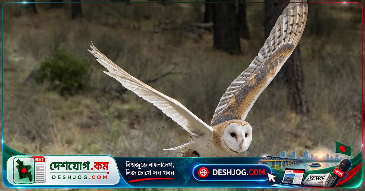 বাংলার রহস্যময় প্যাঁচাদের জীবন ও বৈচিত্র্য: প্রকৃতির নিখুঁত শিকারি