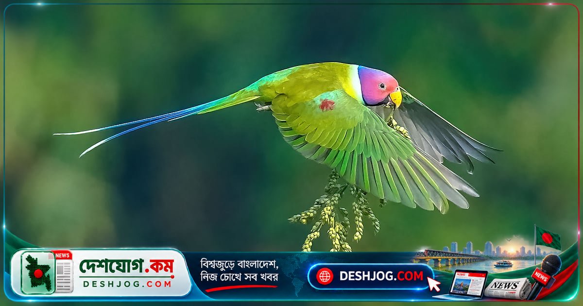 বাংলাদেশের দুর্লভ হীরামন টিয়া: লালমাথা পাখির আকর্ষণীয় জীবনচর্যা ও বাসস্থান