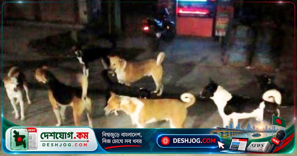 বরিশালে পথকুকুরের উপদ্রব দূর করতে গড়ে উঠবে ‘ডগ শেড’: বিসিসির নতুন উদ্যোগ