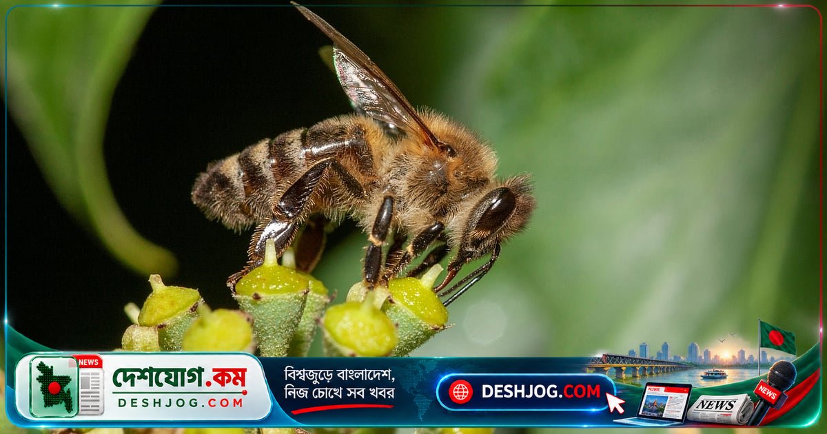 মধু মৌমাছির প্রতিযোগিতা: বুনো মৌমাছি ও পরাগবাহী পতঙ্গের খাবার সংগ্রহে হেরে যাচ্ছে কীভাবে?