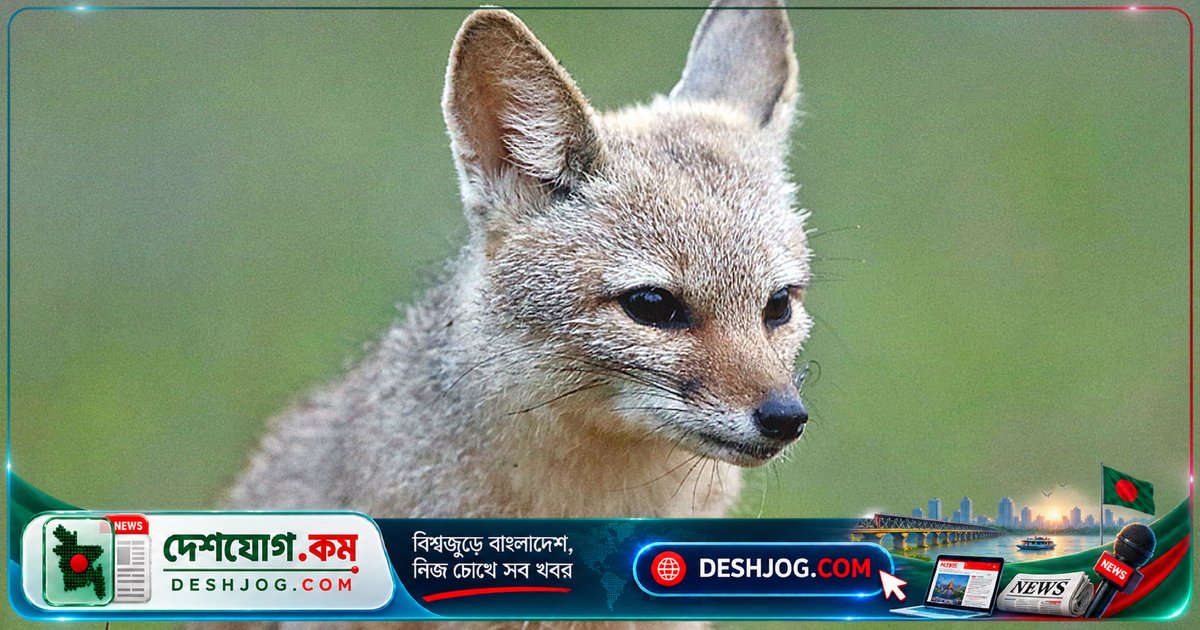 খ্যাঁকশিয়ালের রহস্যময় জীবন: প্রকৃতি ও কৃষির রক্ষক হিসেবে এর অপরূপ ভূমিকা ও বিপদ