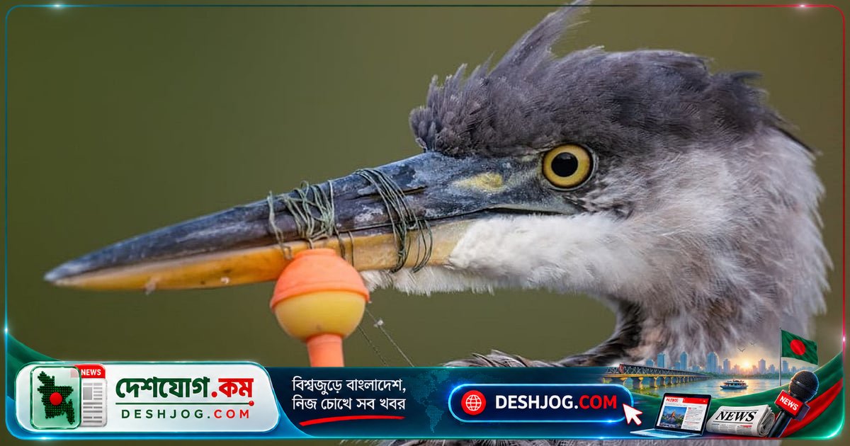 বার্ড ফটোগ্রাফার অব দ্য ইয়ার ২০২৬: বিশ্বের ২৪ হাজার ছবির মধ্যে ২৫টি বিজয়ী পাখির আলোকচিত্রের গল্প