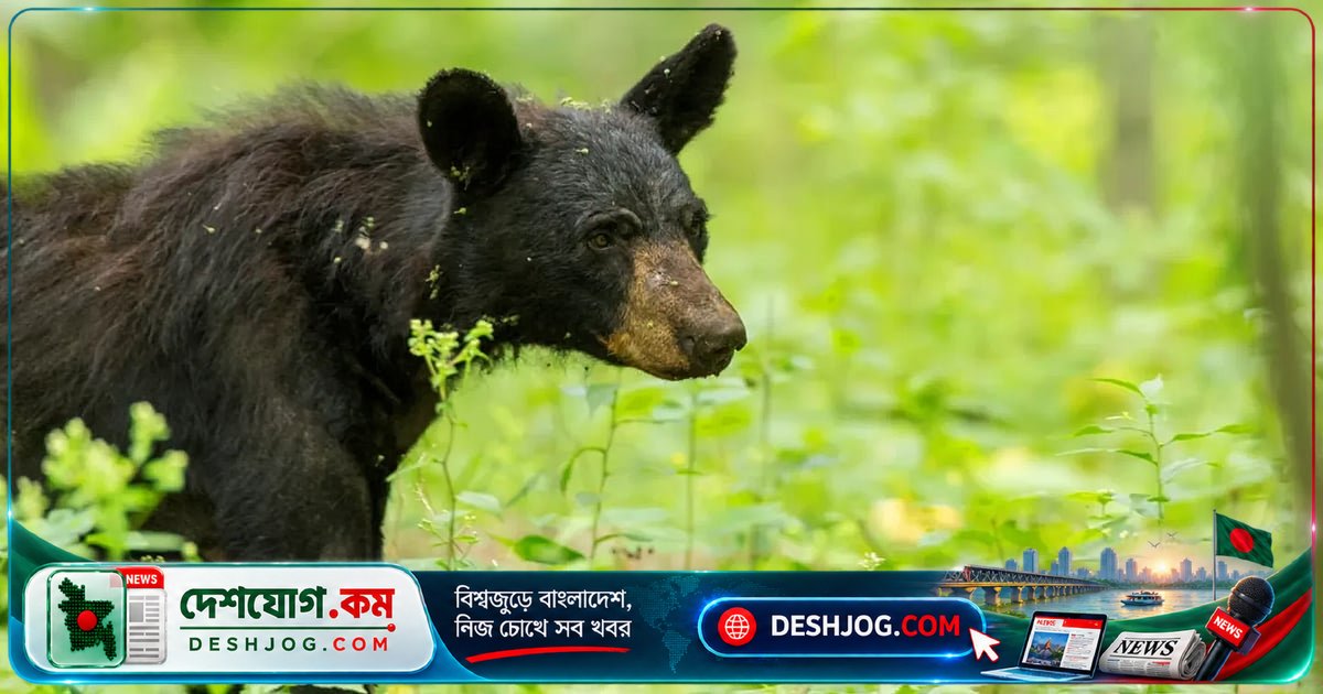 কালো ভালুকের শীতঘুমে দিনের আলোর ভূমিকা: নতুন গবেষণায় চাঞ্চল্যকর তথ্য উঠে এলো