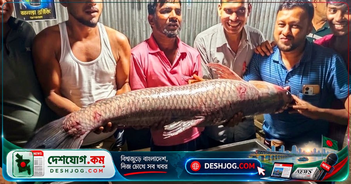 ২৪ কেজি বিশাল ব্ল্যাক কার্প মেঘনা নদীতে জালে আটকে ১৭ হাজার ৫০০ টাকায় বিক্রি