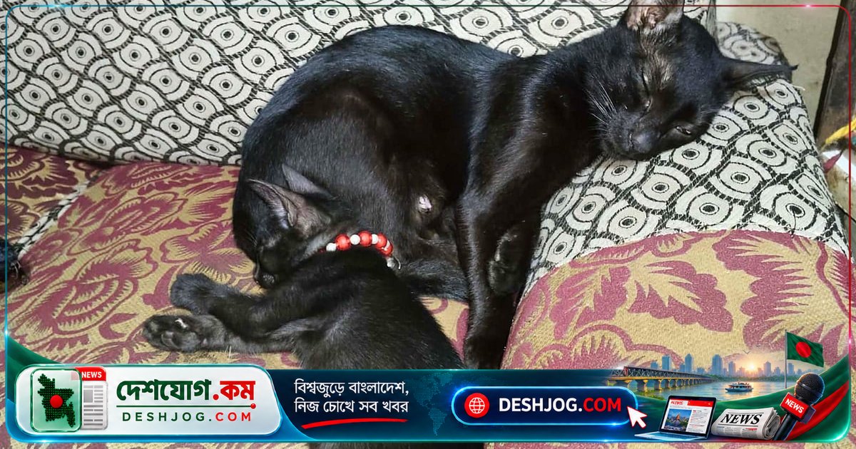 কালো বিড়ালের কুসংস্কার ভাঙতে এক পরিবারের অভিজ্ঞতা: ‘গায়ের রং অশুভ করে না’