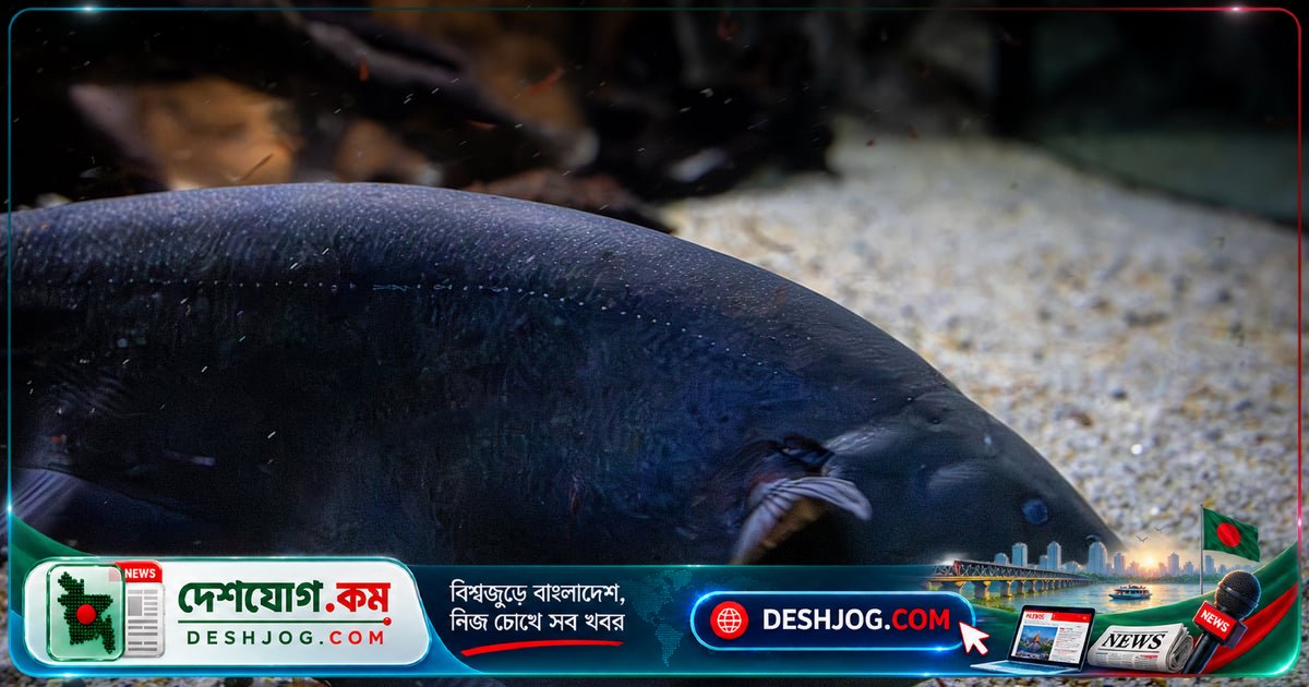 অদ্ভুত বৈদ্যুতিক ক্ষমতা নিয়ে ‘ভূত মাছ’ কেন নাম পেয়েছে কালো ভূত মাছ?