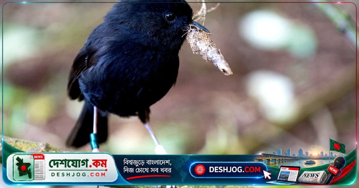 'গথ'-এর মতো কালো পাখি বিলুপ্তির হাত থেকে ফিরে এসেছে ‘ব্ল্যাক রবিন’ এবং জিতেছে ‘বছরের সেরা পাখি’ পুরস্কার
