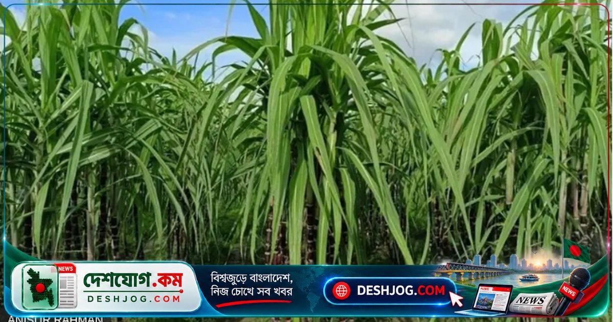 ব্ল্যাক রুবি আখ: স্বাস্থ্যকর, রসালো ও ডায়াবেটিক-বান্ধব বাংলাদেশের নতুন আখ জাত