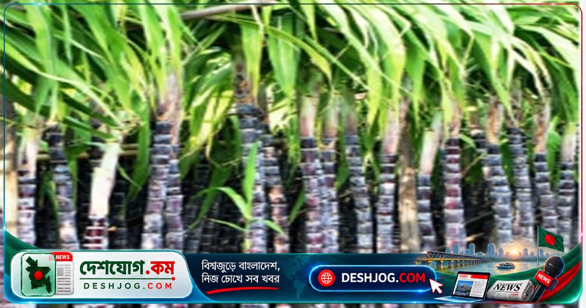 'ব্ল্যাক সুগারকেইন' আখের বিপ্লব: গাজীপুরে দ্বিগুণ ফলন ও অর্থনৈতিক সম্ভাবনা খুলেছে নতুন কৃষি বিপ্লব