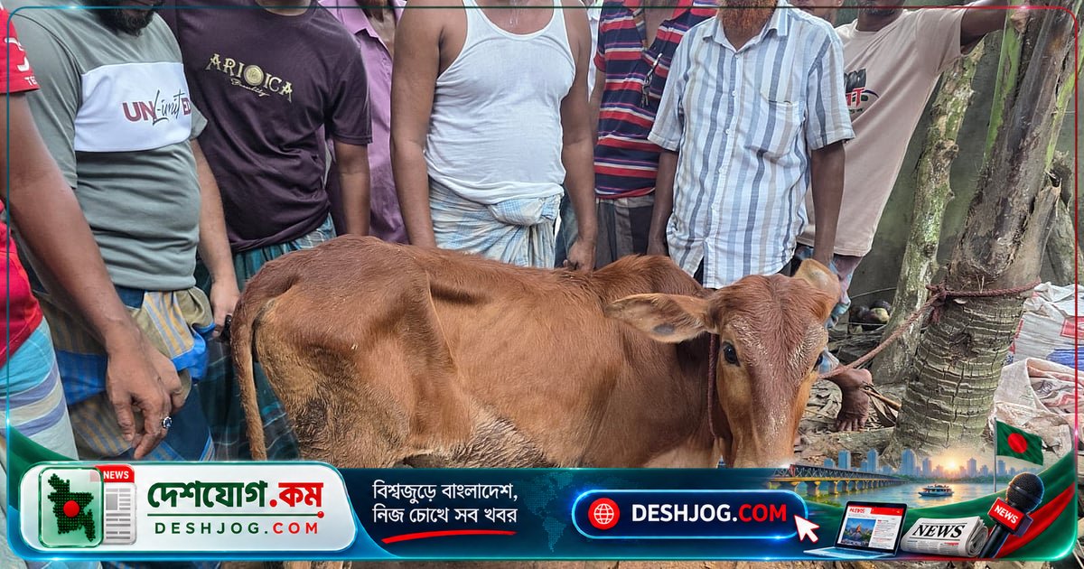 লক্ষ্মীপুরের বিএনপি নেতার গোয়ালে চুরি হওয়া গরু উদ্ধার, দলীয় শোকজ নোটিশের মুখে দেলোয়ার হোসেনের জবাব দাবি