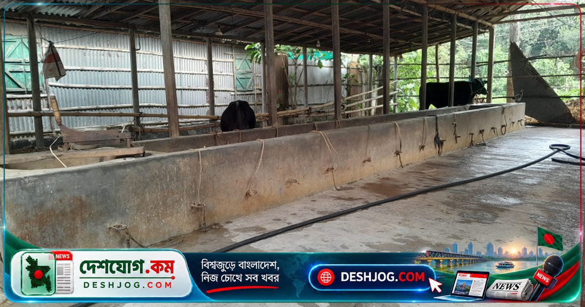 পাবনার ঈশ্বরদীতে বিএনপি নেতার বাড়ি থেকে ১২ লাখ মূল্যের ছয় গরু চুরি: পুলিশ তদন্তে জড়িত