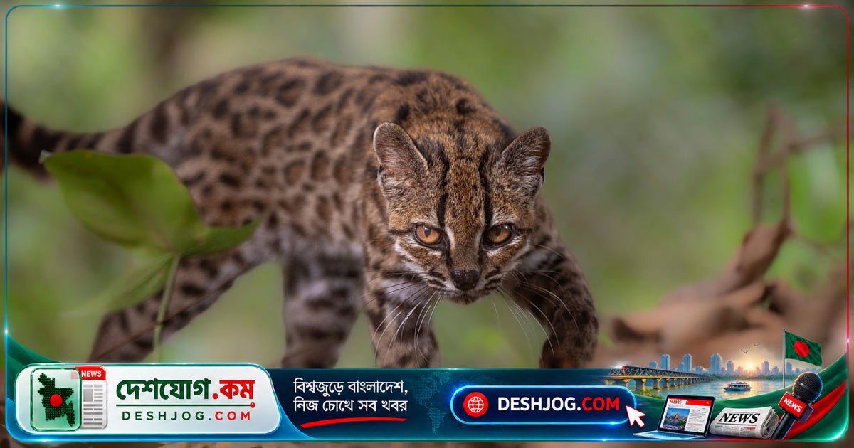 বলিভিয়ার জঙ্গলে আবিষ্কৃত নতুন প্রজাতির বন্য বিড়াল ‘টাইগ্রিনো’: শুধু একটিই জীবিত