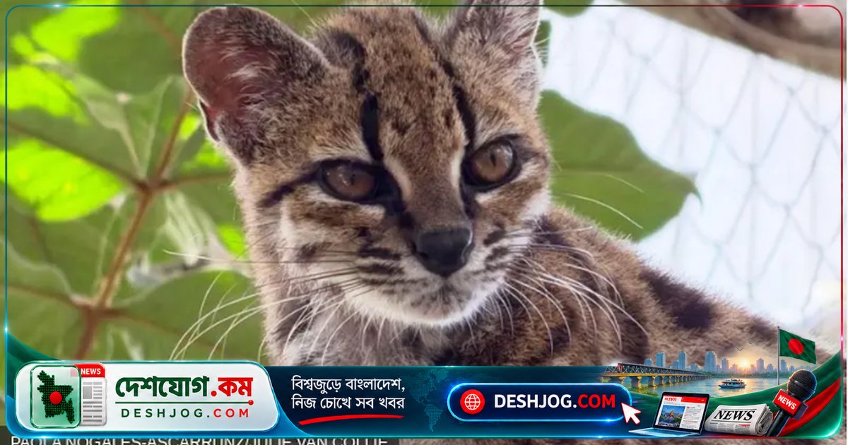 বলিভিয়ার বনাঞ্চলে আবিষ্কৃত নতুন প্রজাতির ছোট বনবিড়াল: বিজ্ঞানীরা চমকিত, বিশ্বের অজানা জীববৈচিত্র্য প্রকাশ পেল