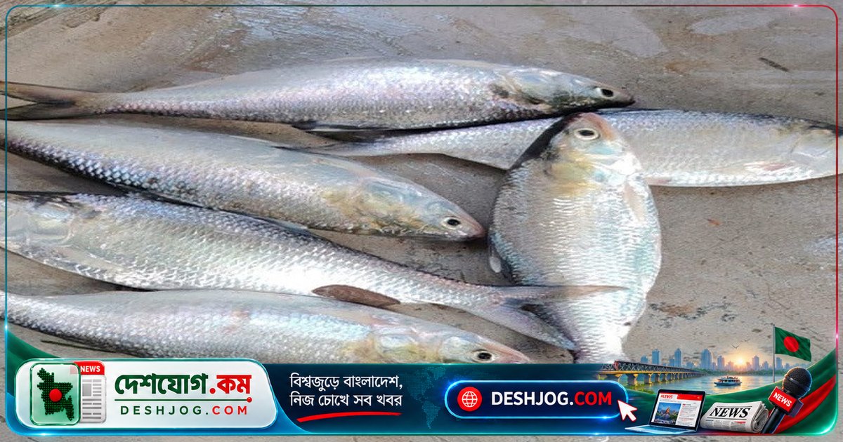বোরহানউদ্দিনের তেঁতুলিয়া নদীতে মা ইলিশ নিষেধাজ্ঞা লঙ্ঘন: তিনটি মাছঘাটে অবৈধ বিক্রির অভিযোগ উঠে