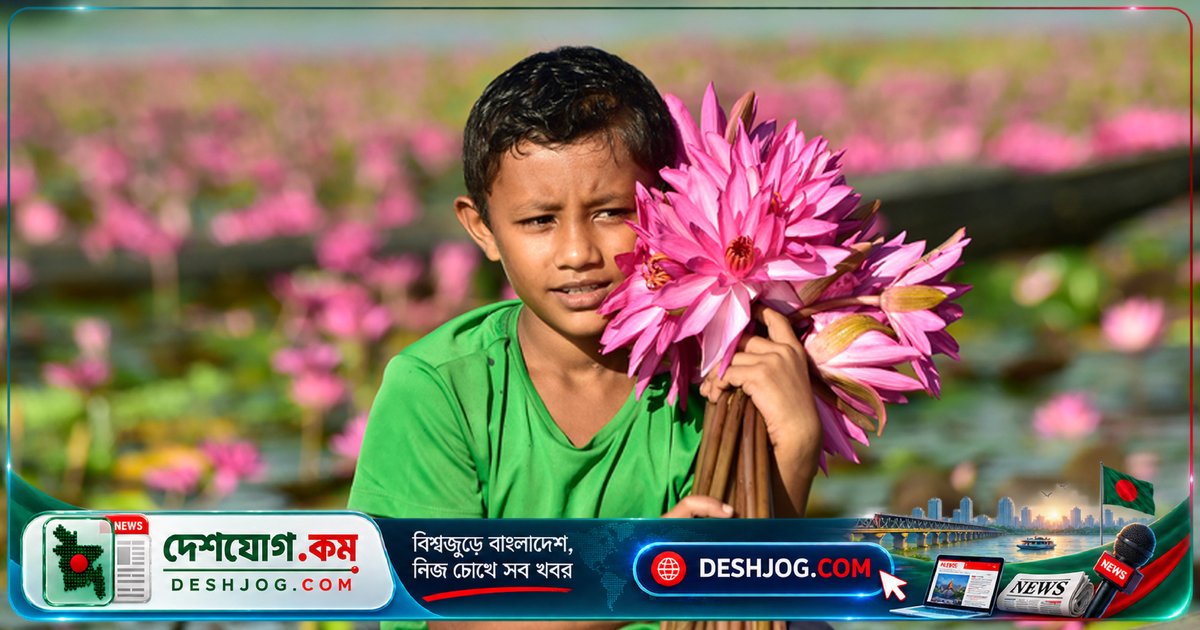 বরিশালের উত্তর সাতলা: লাল শাপলায় ঢাকা এক বিশাল বিলের রূপকথা