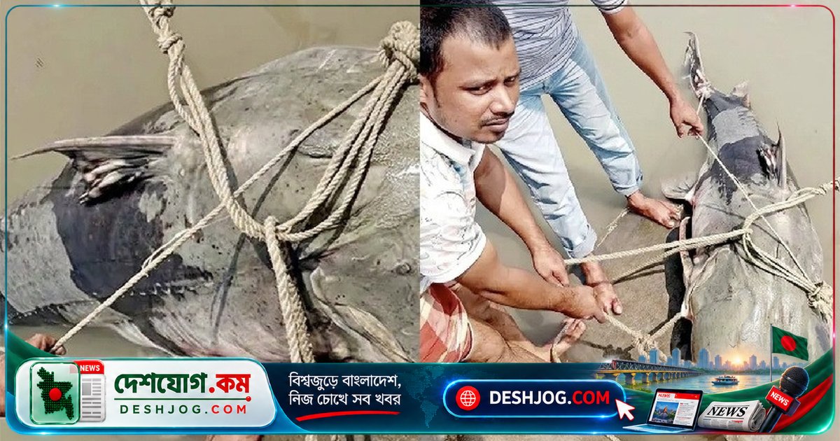 ব্রহ্মপুত্রে ধরা ৯০ কেজি বাঘাইড়: কেনা ১ লাখ ১০ হাজার, বিক্রি ১ লাখ ৩৫ হাজার টাকায়