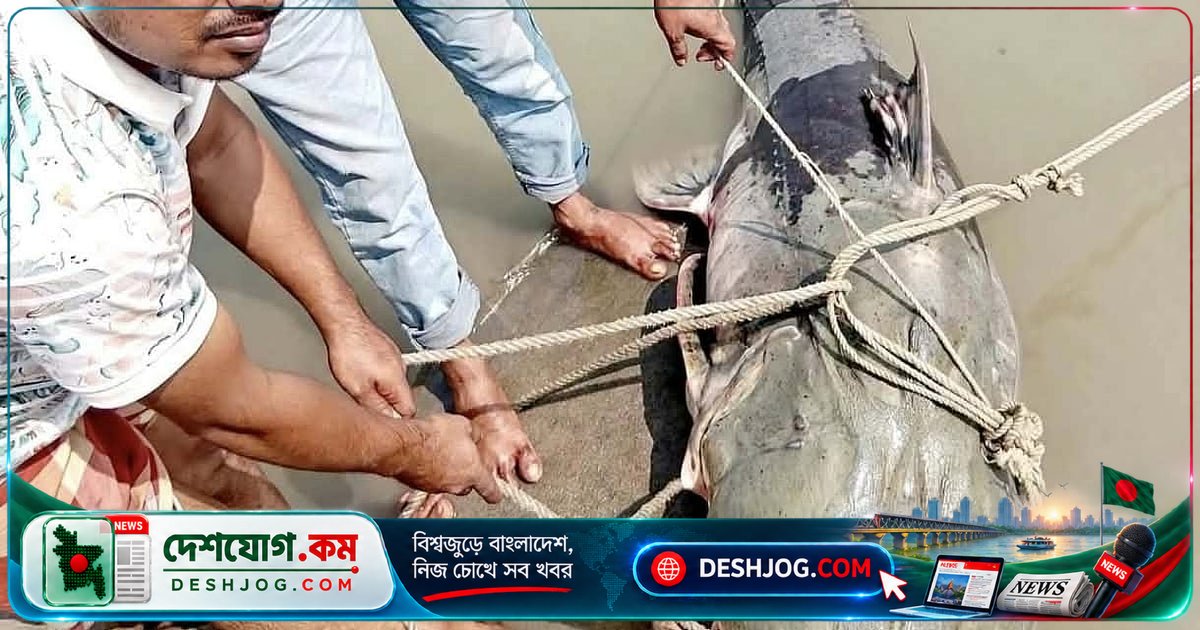 ব্রহ্মপুত্রে ৯০ কেজি বাগাড় মাছ জেলের জালে ধরা, বিক্রি হয় ১ লাখ ৩৫ হাজার টাকায়