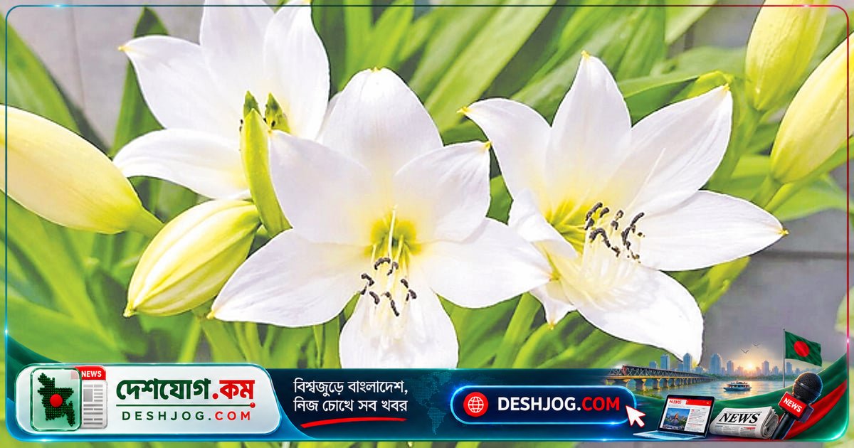 ব্রহ্মপুত্রের তীরে ফুটে উঠেছে প্রকৃতির রত্ন: সেন্ট ক্রিস্টোফার লিলির গোপন গুণাবলী