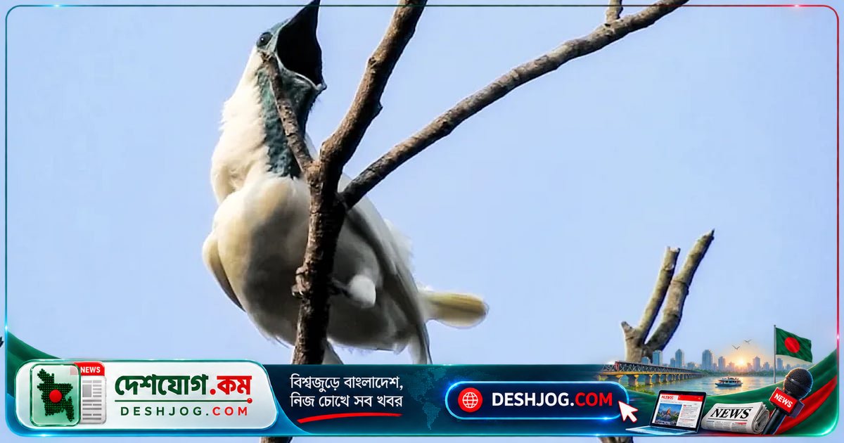 ব্রাজিলের বন থেকে শুনতে পাওয়া যাচ্ছে ড্রিল মেশিনের চেয়ে জোরালো পাখির ডাক