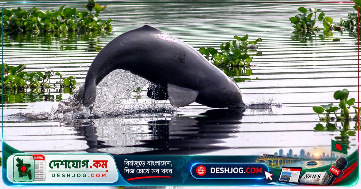 বুড়িগঙ্গার বিষাক্ত পানিতে কীভাবে টিকে আছে বিপন্ন শুশুক? গবেষকদের অবাককর আবিষ্কার