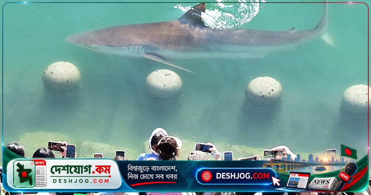 দক্ষিণ কোরিয়ার বুসানে খালে আটকে পড়া বিশাল হাঙরকে দেখতে ছুটে এল ছয় লাখ মানুষ
