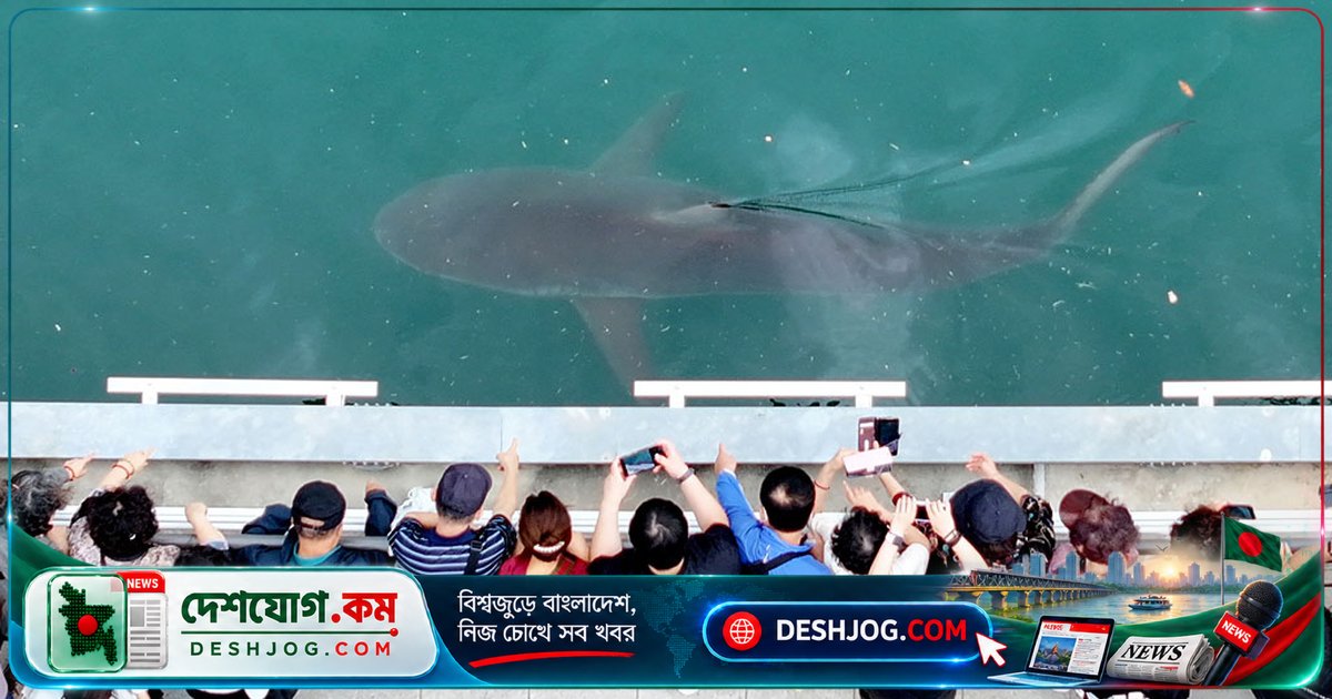দক্ষিণ কোরিয়ার বুসান শহরে আটকা পড়া হাঙর ‘বুকাং-ই’ পর্যটন আকর্ষণে পরিণত, ৬ লাখেরও বেশি দর্শনার্থী দেখতে আসে