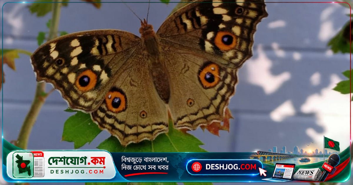 জলবায়ু পরিবর্তন ও পরিবেশগত পরিবর্তনের কারণে প্রজাপতিরা কেন বাসস্থান বদলাচ্ছে?