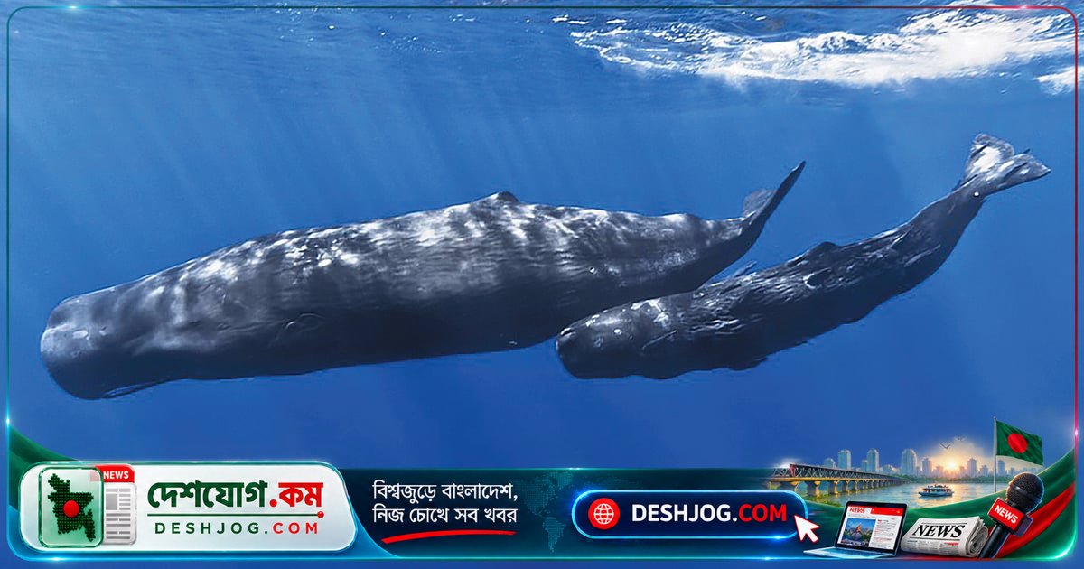 তিমির মুখে মানুষের ঢুকতে পারবে কি? বিজ্ঞানীরা বলছেন এতটাই সম্ভাবনা নেই!