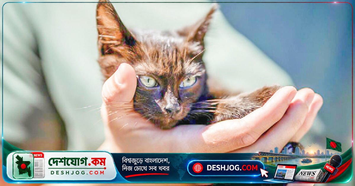 যুক্তরাষ্ট্রে গাড়ির ইঞ্জিনে লুকিয়ে ১২২ কিলোমিটার দূরত্ব পার করে বেঁচে যায় নবজাতক বিড়ালছানা