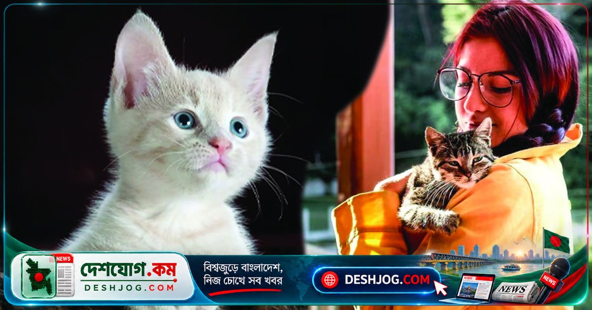 বিড়াল পোষা হতে পারে সিজোফ্রেনিয়া রোগের ঝুঁকি বাড়ানোর কারণ: গবেষণা