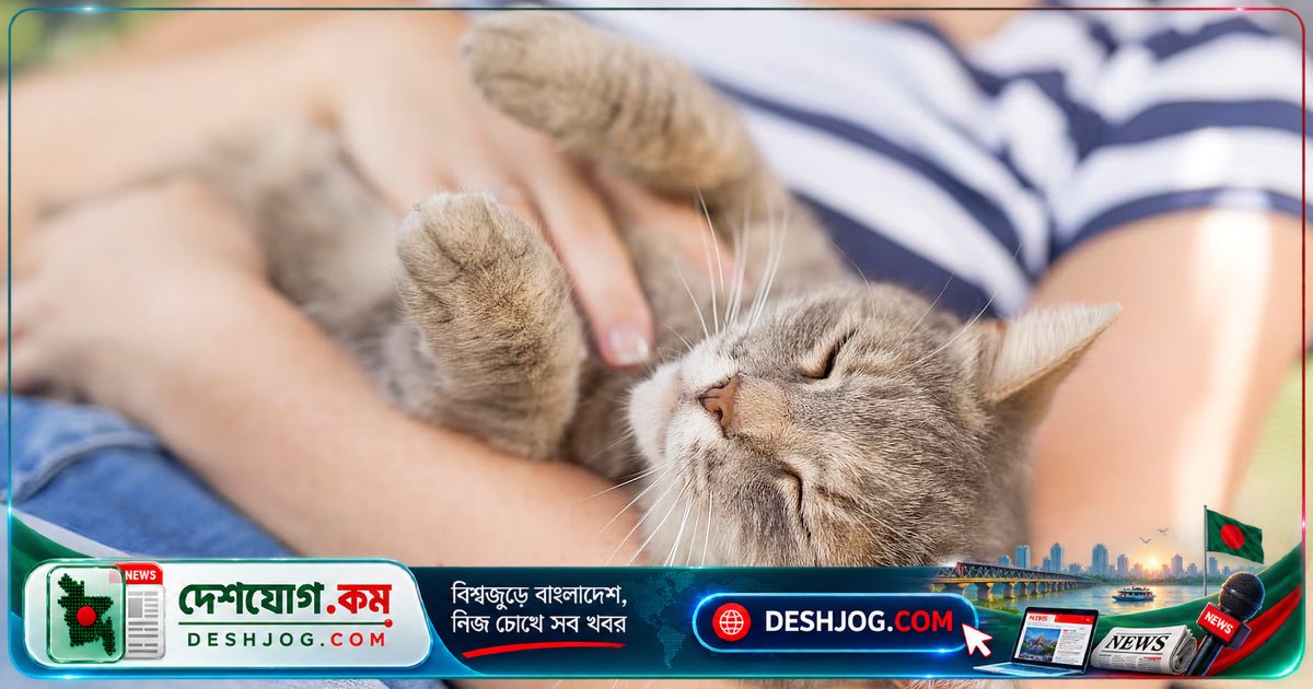 বিড়ালের সঙ্গে মানুষের মানসিক সুখের গভীর সম্পর্ক: গবেষণা প্রকাশ