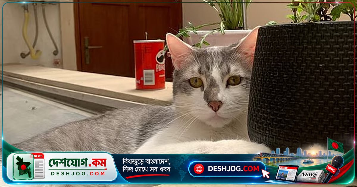 বিড়াল পোষা মানুষের সুখের মাত্রা বাড়ায়: গবেষণা প্রকাশ করে চমকপ্রদ তথ্য