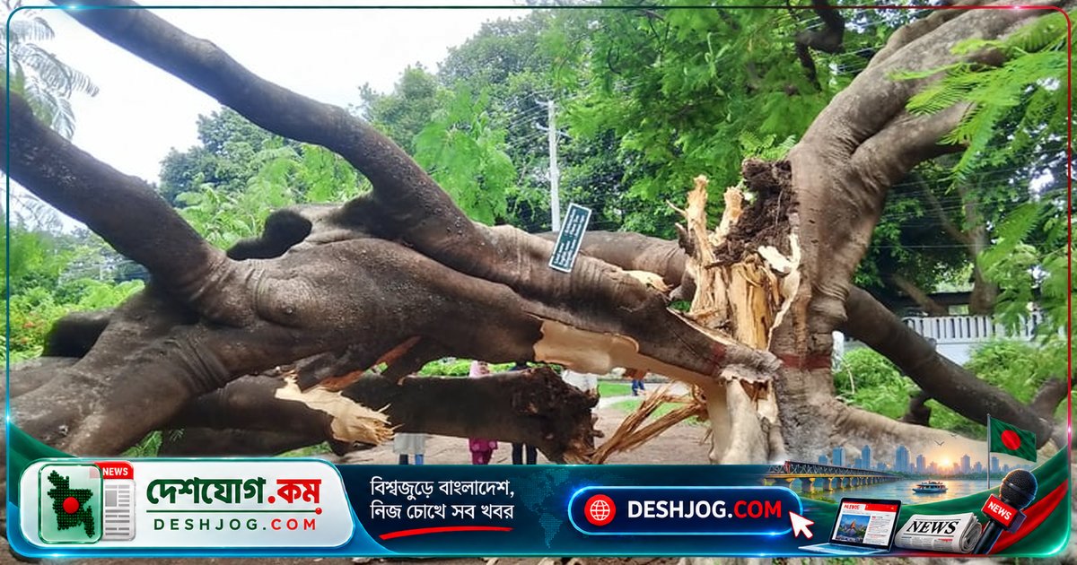 শতবর্ষী কৃষ্ণচূড়া ভেঙে রাজশাহী বিশ্ববিদ্যালয়ের ক্যাম্পাসজুড়ে শোকের ছায়া