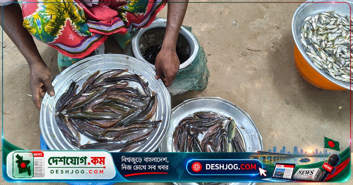 চলনবিলের মাছের বাজারে ভোরের কর্মযজ্ঞ: জেলেরা থেকে শহরের পাইকারদের লড়াই