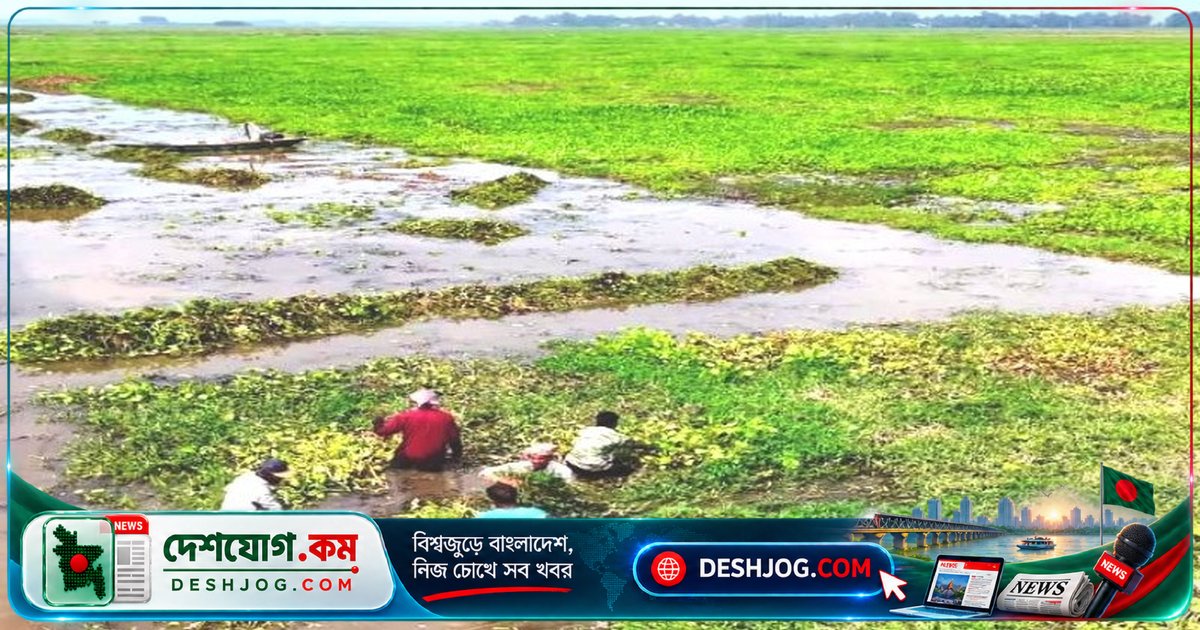 চলনবিলের কৃষকরা বন্যা শেষে সরিষা চাষে ব্যস্ত, লক্ষ্যমাত্রা ৩৫ হাজার হেক্টর জমি