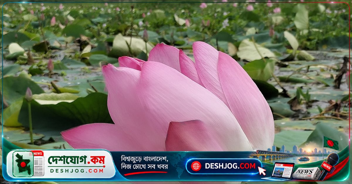 চলনবিলের বাঘমারা বিলে শত শত পদ্মফুল ফোটে, পর্যটকদের আকর্ষণ করে সৌন্দর্য