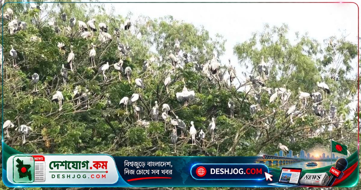 চলনবিলের পাখির ঝাঁক মুখরিত করেছে প্রকৃতি, কিন্তু নিধন চলছে অবিরাম