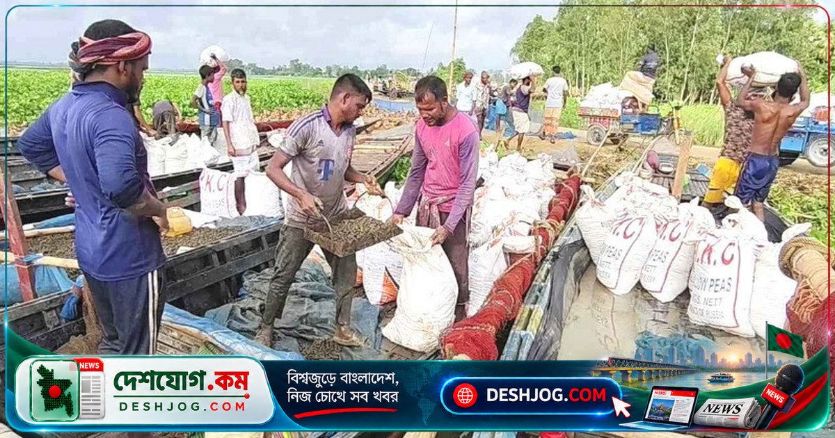 চলনবিলের শামুক-ঝিনুক সংগ্রহে ঝুঁকিতে জীববৈচিত্র্য: বন্যপ্রাণী আইন অমান্য
