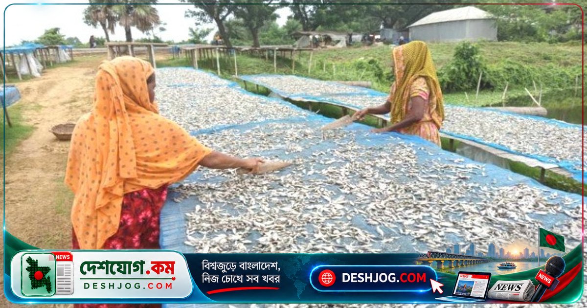 চলনবিলের ঐতিহ্যবাহী শুঁটকি শিল্পে মাছের সংকটে উৎপাদন ব্যাহত, শ্রমিক-ব্যবসায়ী বিপদে