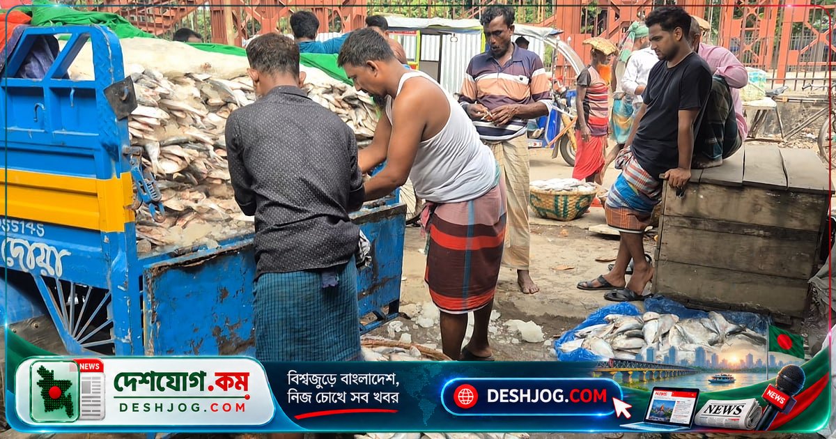 চাঁদপুরে মাছঘাটে নিষেধাজ্ঞা উঠার পর হাজার টন পচা-নরম ইলিশের বাজার: জেলেরা কীভাবে মজুত করেছিল?