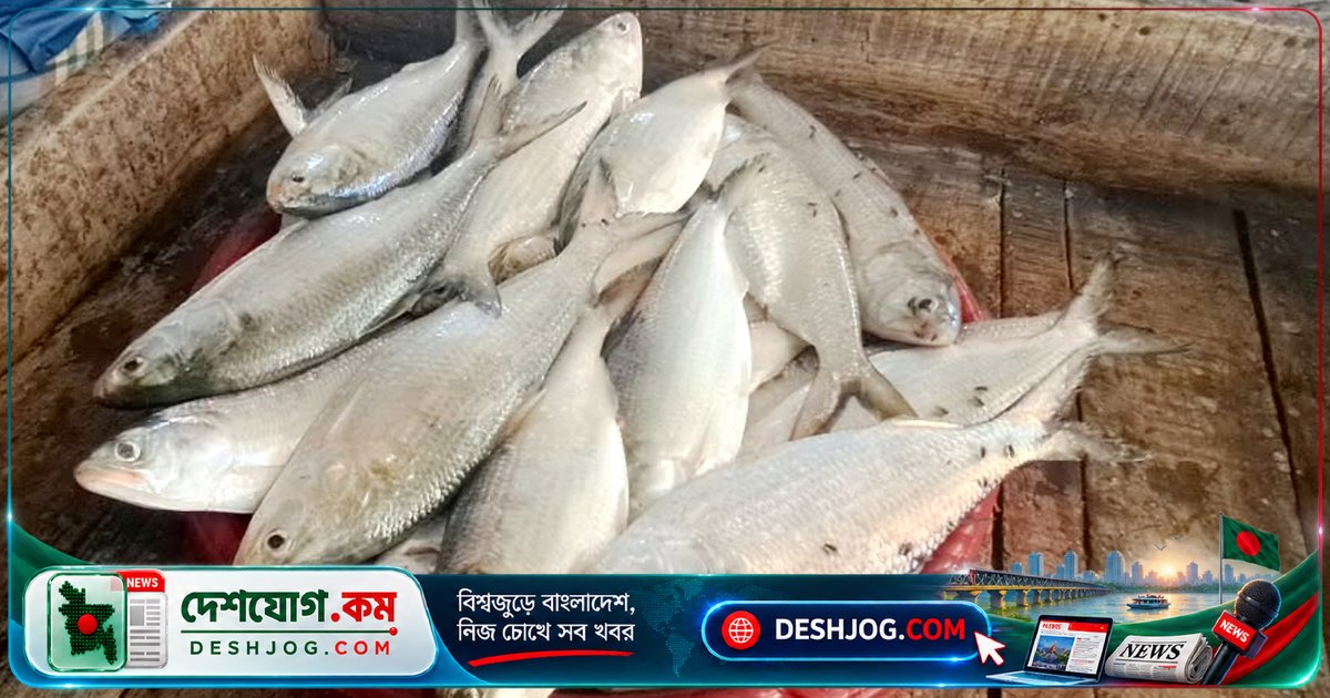 চাঁদপুরের পদ্মা-মেঘনা: নিষেধাজ্ঞা শেষে মাছঘাটে ফিরে এলো প্রাণচাঞ্চল্য, কিন্তু ইলিশের দামে কোনো পরিবর্তন নেই