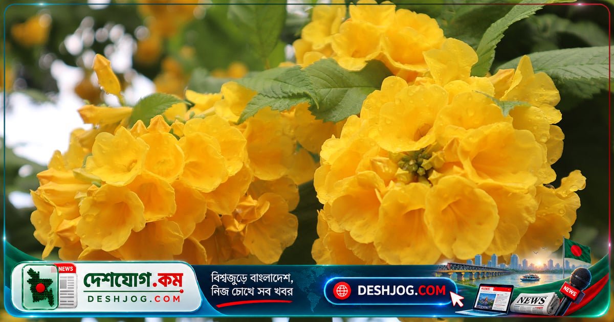 মৌলভীবাজারে চন্দ্রপ্রভার হলুদ ফুলে ছেয়ে গেছে শহরের গুরুত্বপূর্ণ সড়ক