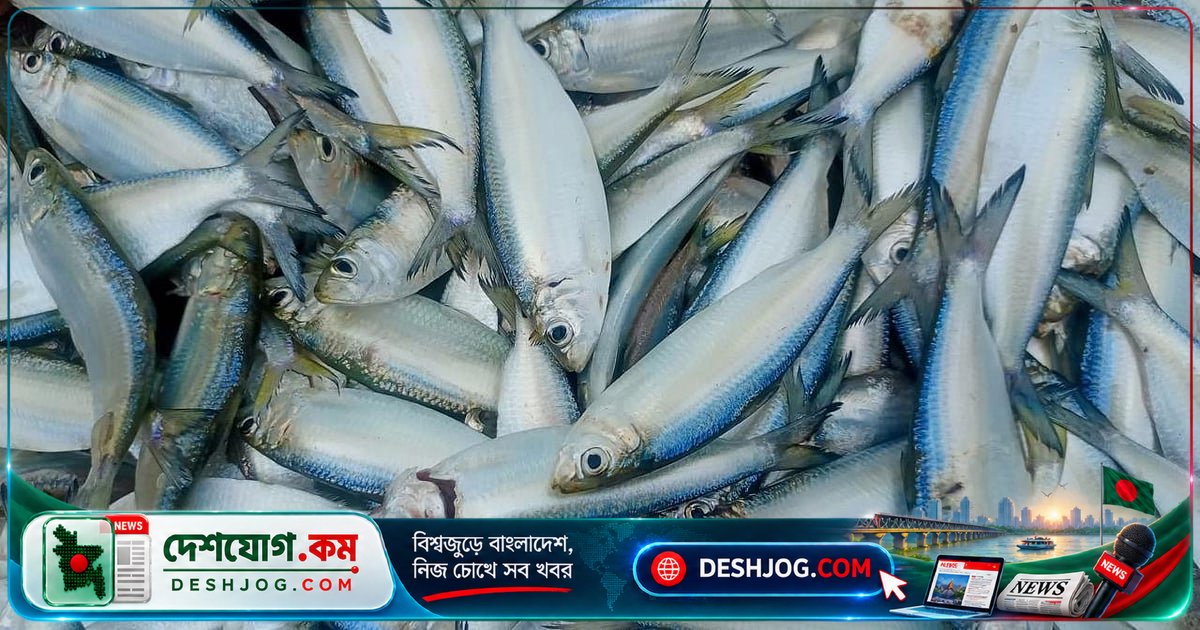ইলিশের বিকল্প হিসেবে চাপিলা মাছের স্বাদ ও পুষ্টি: দামে সস্তা, রান্নায় সহজ