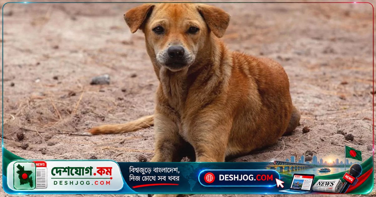 চট্টগ্রামে গাড়িচাপায় অন্তঃসত্ত্বা কুকুরের মৃত্যু মামলায় আসামি জামিন পায় আত্মসমর্পণ করে