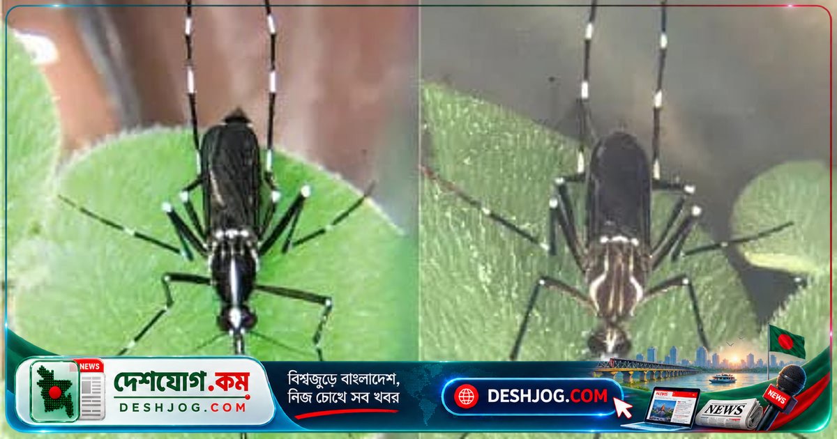 চট্টগ্রামে ডেঙ্গু সংক্রমণ বেড়ে গেছে: এশিয়ান টাইগার মশা ও পীতজ্বর মশার লার্ভা পাওয়া গেছে তিন এলাকায়